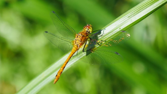 Common darter dragonfly on blade of grass at Croome, Worcestershire